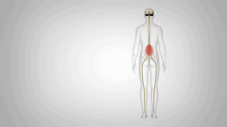 https://paulspine.com/wp-content/uploads/2021/06/cervical-myelopathy-condition-animation-high.gif